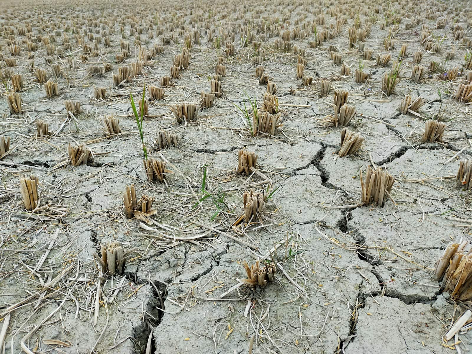 Solo seco e rachado com plantação perdida, representando o efeito da seca no Norte e Nordeste do Brasil